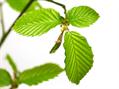 Carpinus betulus